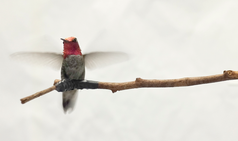 Anna’s hummingbird, common to the Pacific Northwest. Image: Robert Ewart